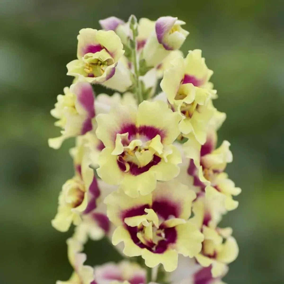 Doubleshot Yellow Red Heart Snapdragon Seeds - Potted, 30 seeds