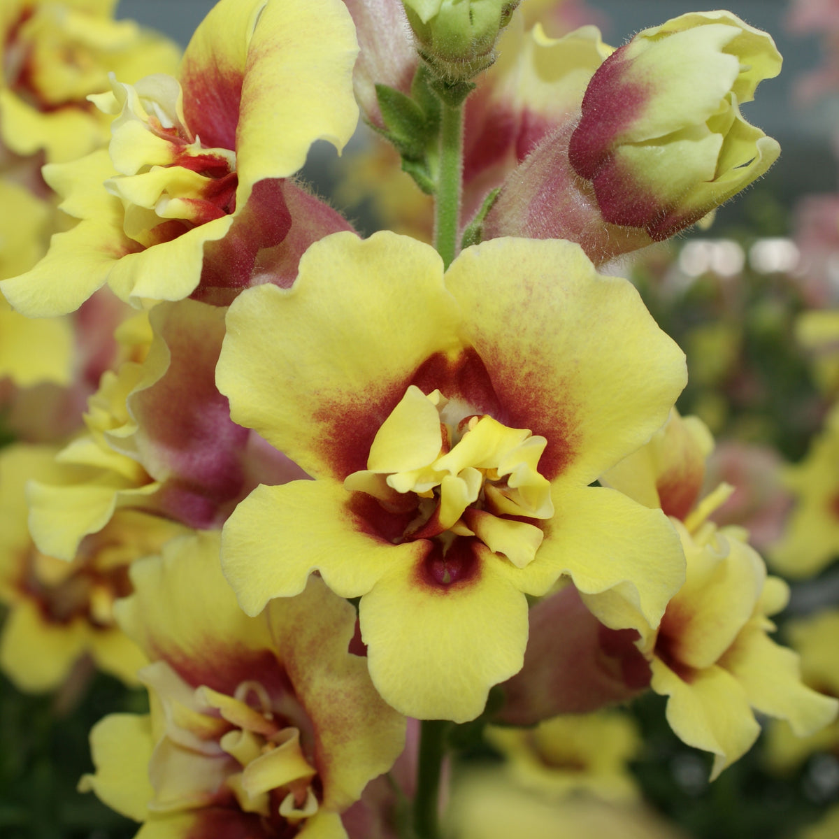 Doubleshot Yellow Red Heart Snapdragon Seeds - Potted, 30 seeds