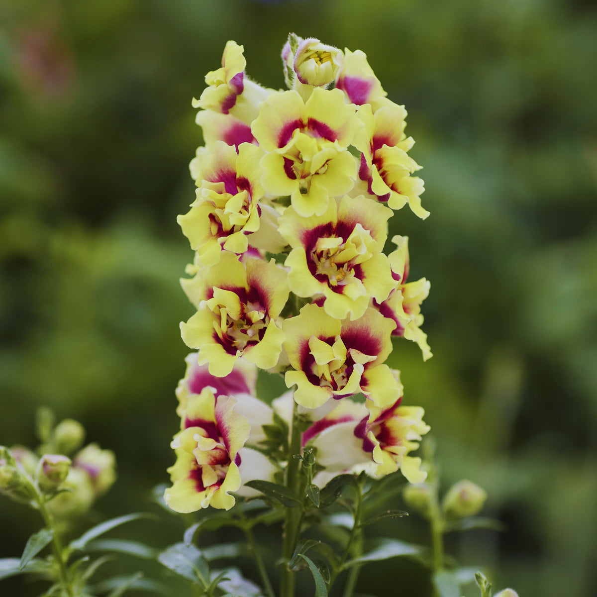 Doubleshot Yellow Red Heart Snapdragon Seeds - Potted, 30 seeds