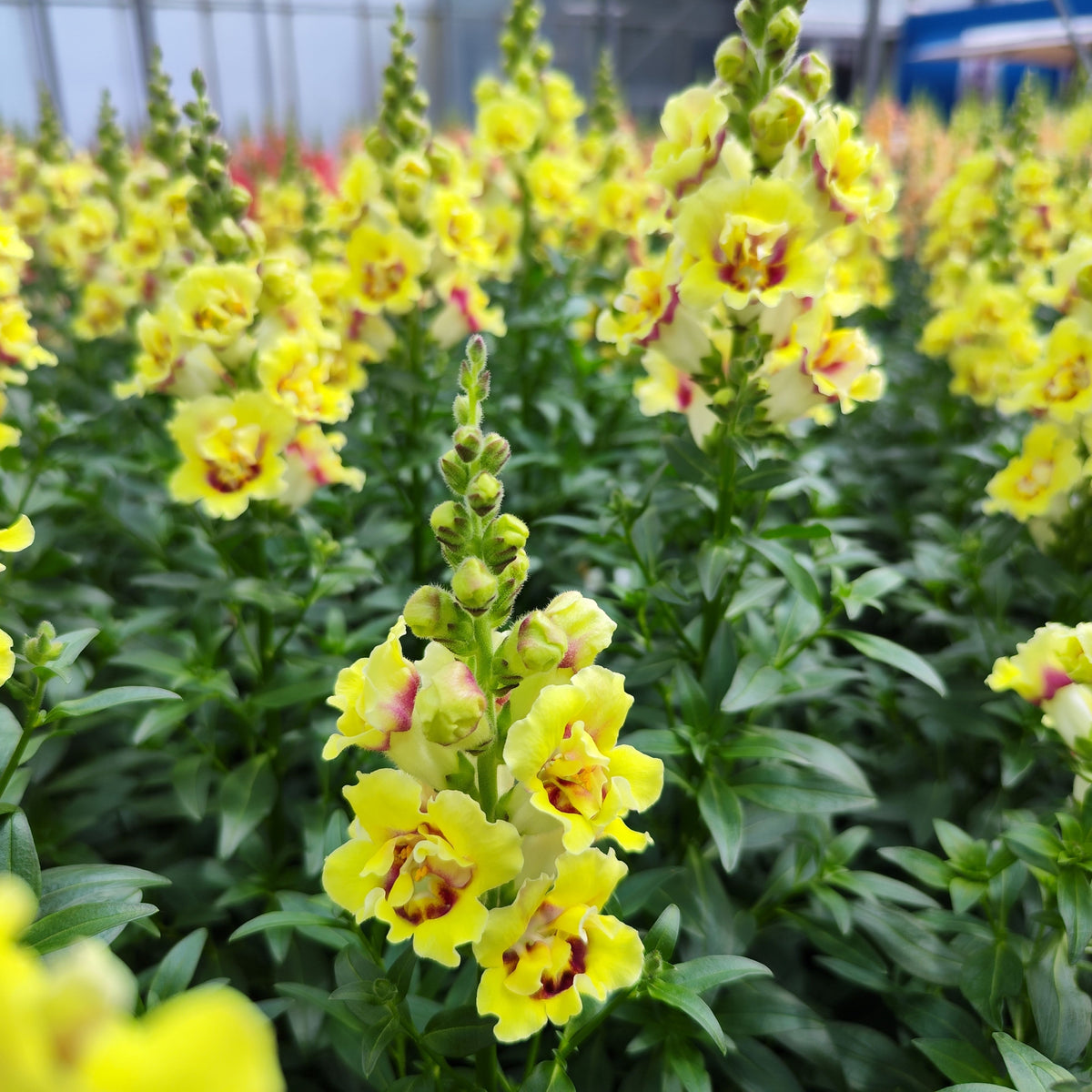 Doubleshot Yellow Red Heart Snapdragon Seeds - Potted, 30 seeds