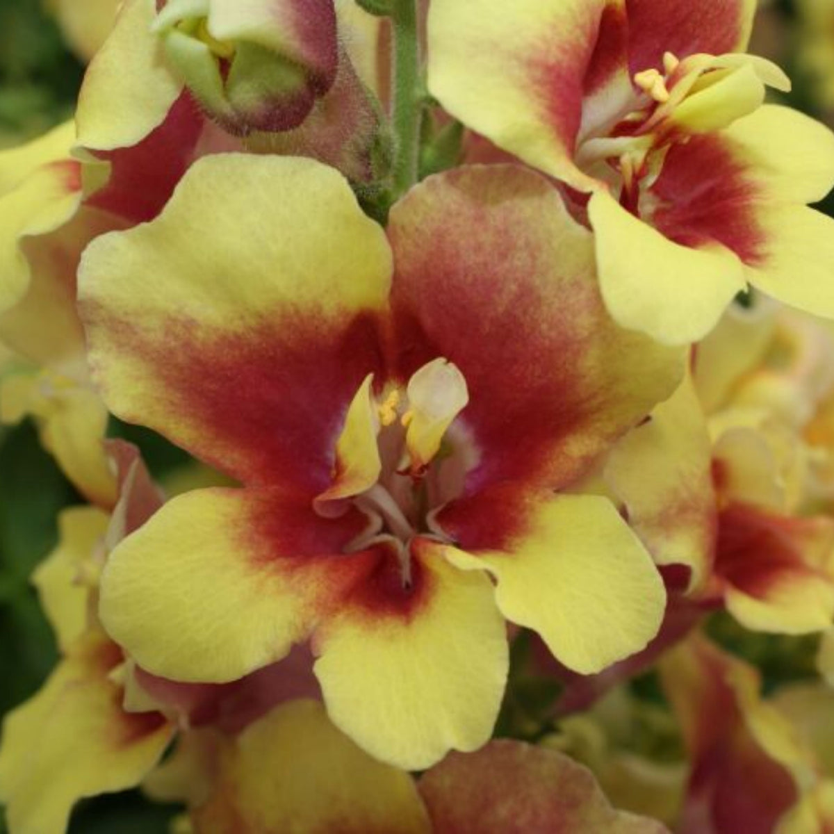 Doubleshot Yellow Red Heart Snapdragon Seeds - Potted, 30 seeds