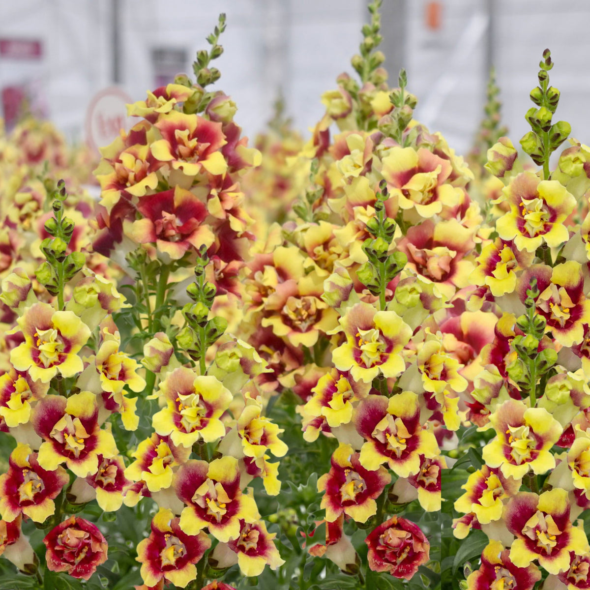 Doubleshot Yellow Red Heart Snapdragon Seeds - Potted, 30 seeds