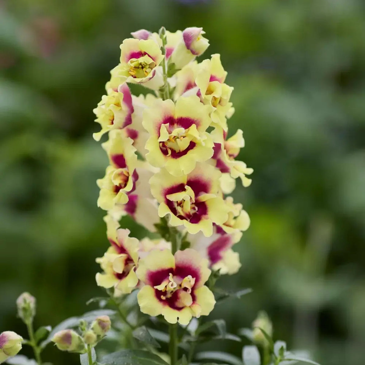 Doubleshot Yellow Red Heart Snapdragon Seeds - Potted, 30 seeds
