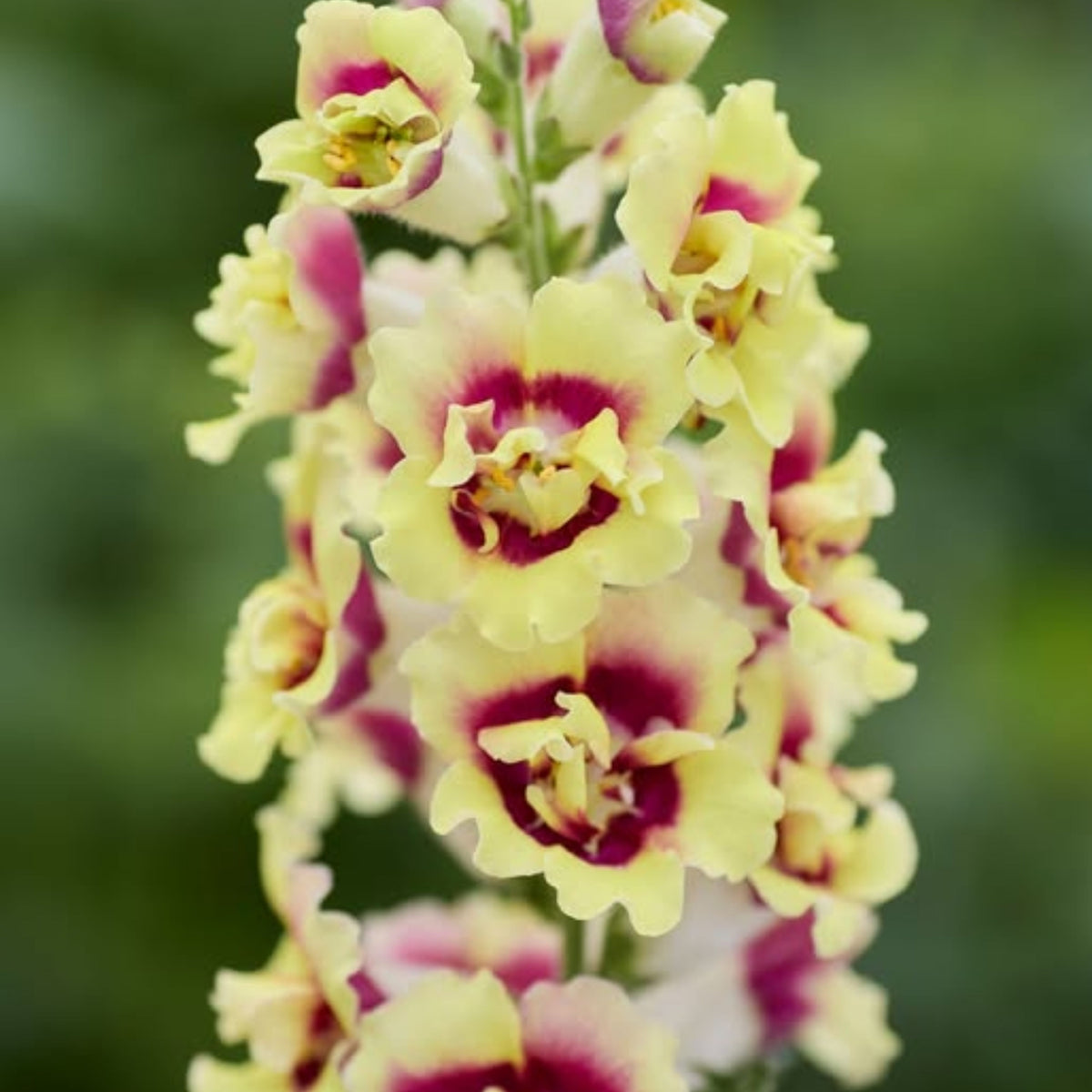 Doubleshot Yellow Red Heart Snapdragon Seeds - Potted, 30 seeds