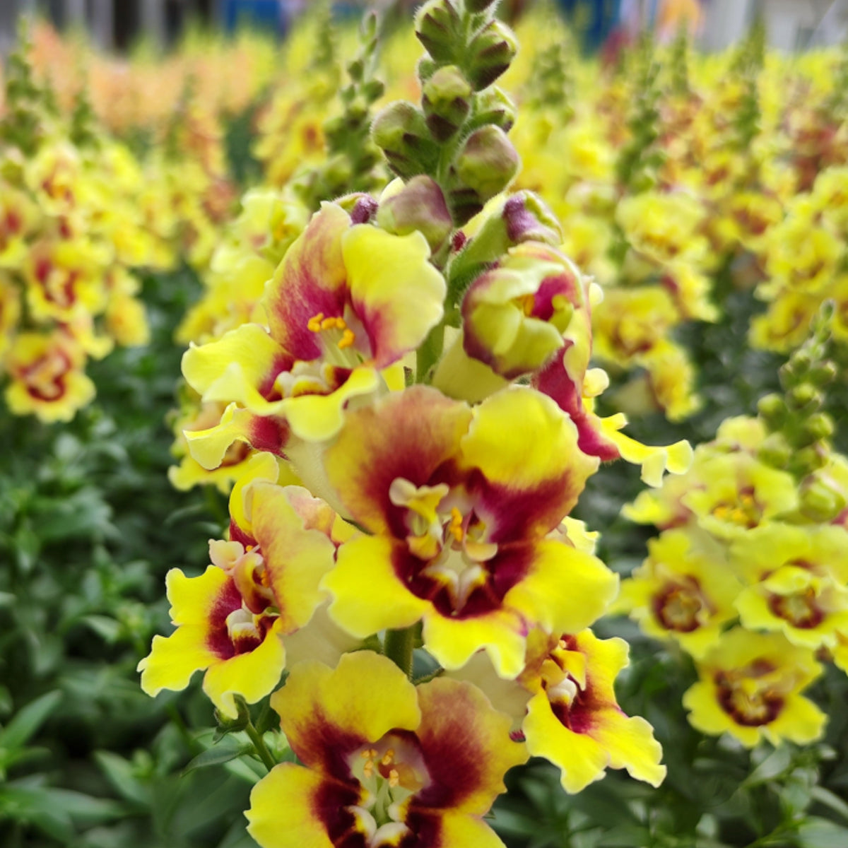 Doubleshot Yellow Red Heart Snapdragon Seeds - Potted, 30 seeds