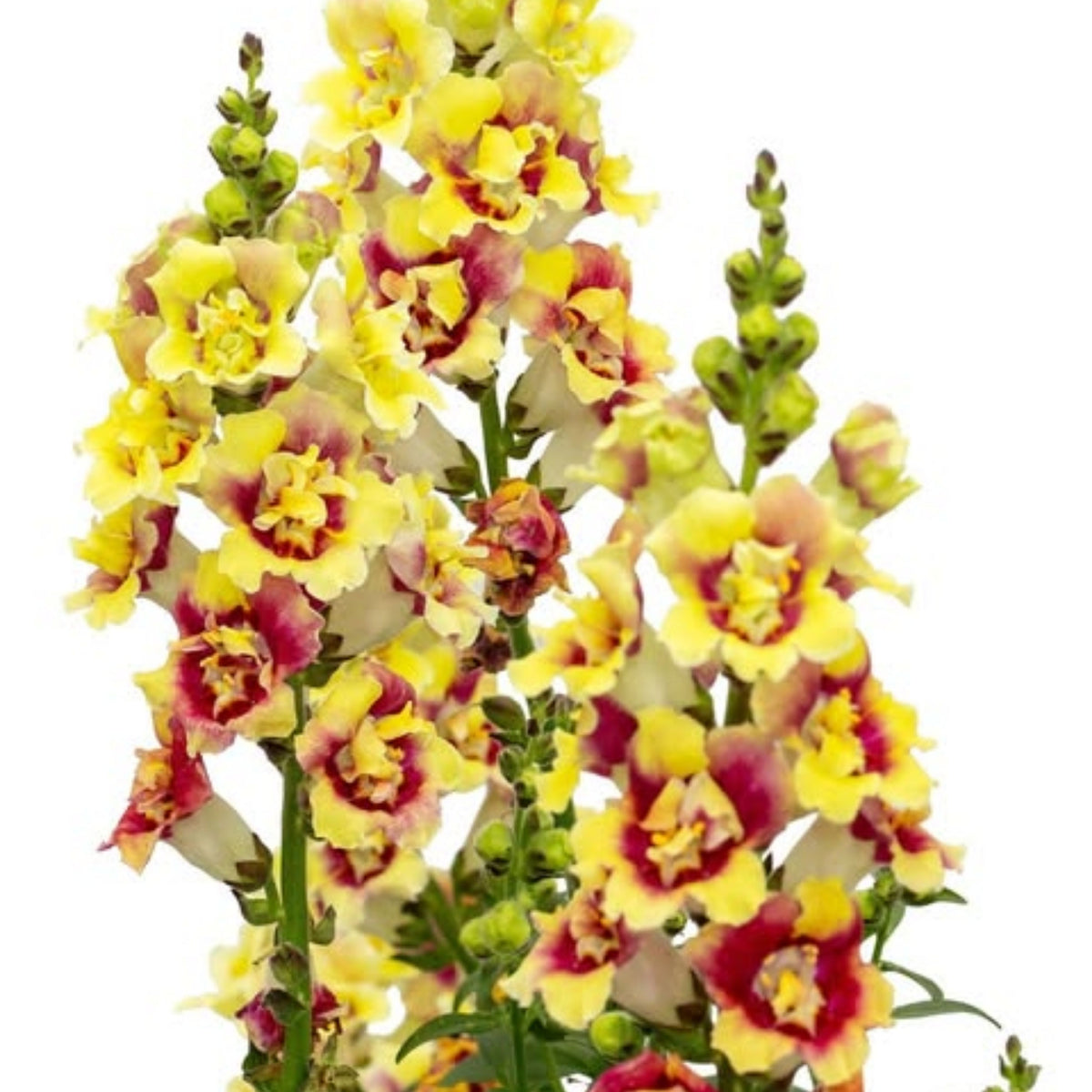Doubleshot Yellow Red Heart Snapdragon Seeds - Potted, 30 seeds