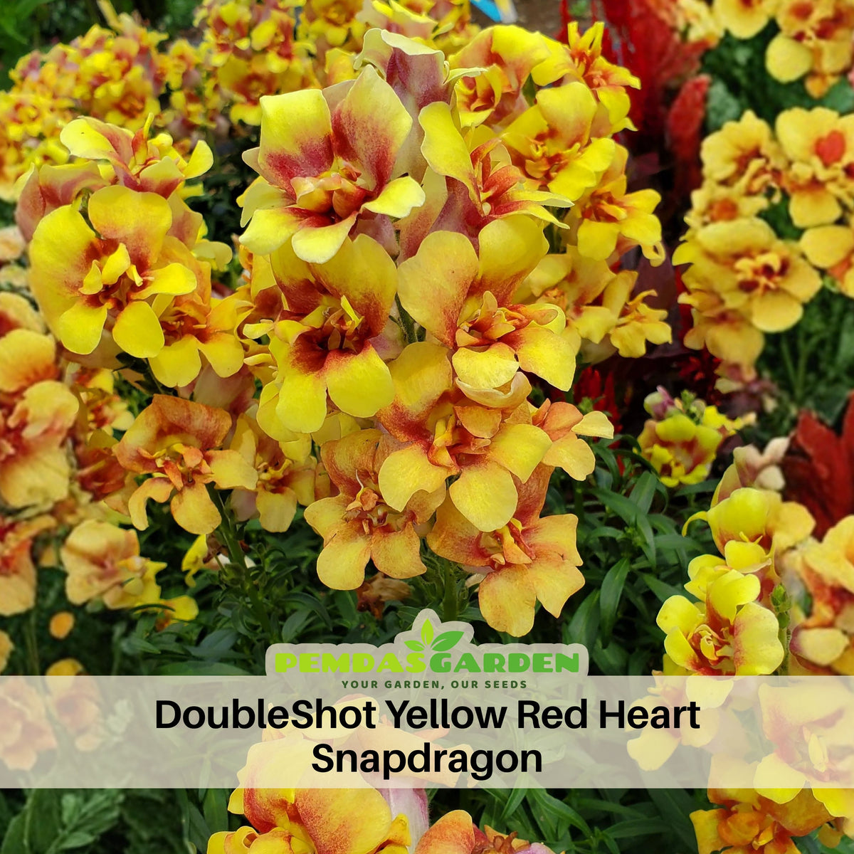Doubleshot Yellow Red Heart Snapdragon Seeds - Potted, 30 seeds