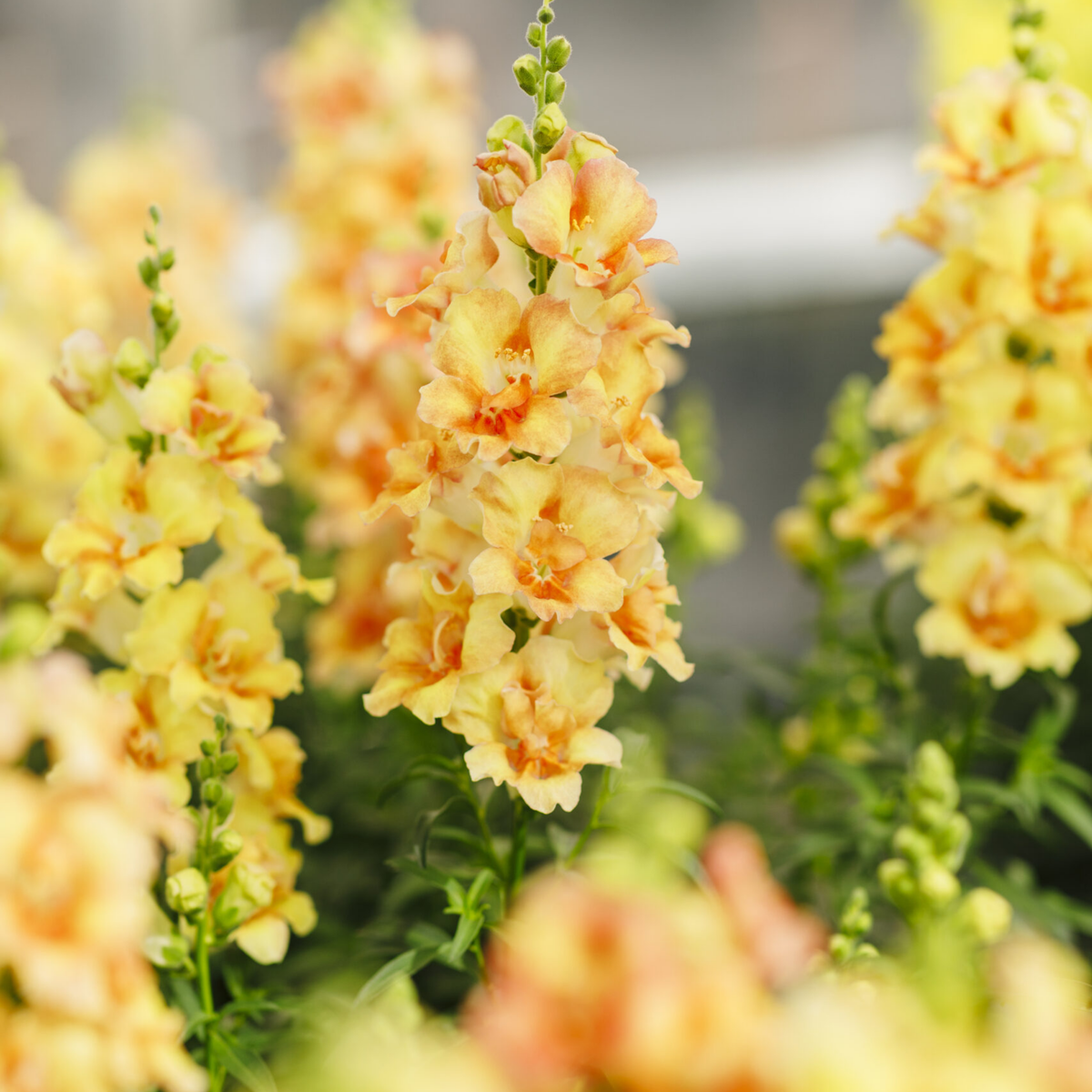 Doubleshot Peach Snapdragon Seeds - Cold Resistant, 30 seeds