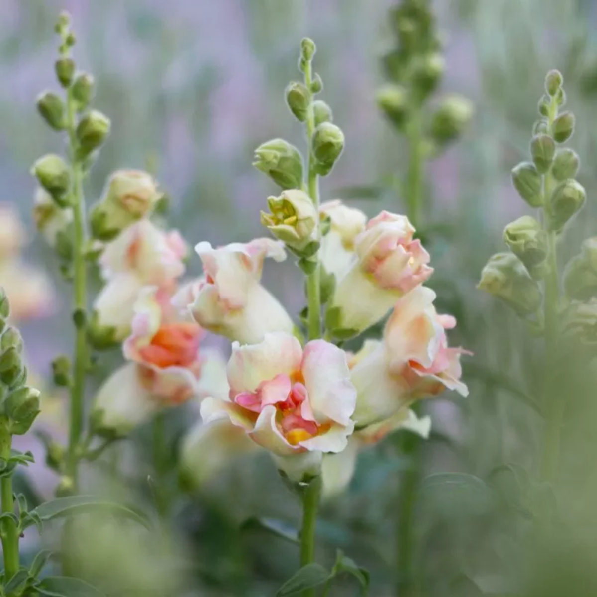 Doubleshot Peach Snapdragon Seeds - Cold Resistant, 30 seeds