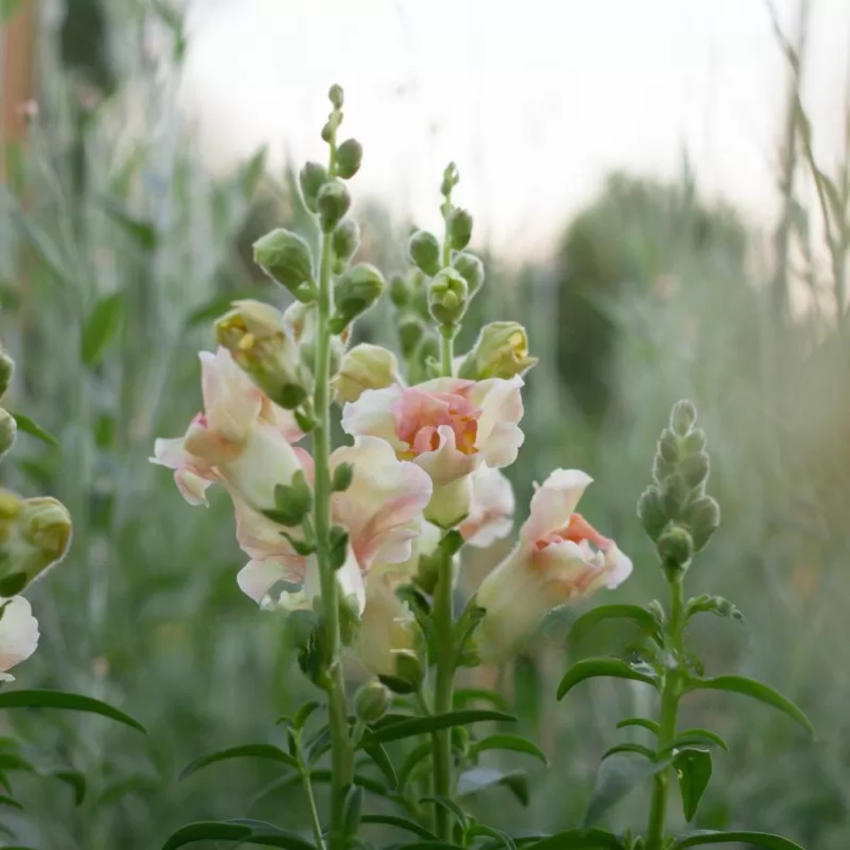 Doubleshot Peach Snapdragon Seeds - Cold Resistant, 30 seeds