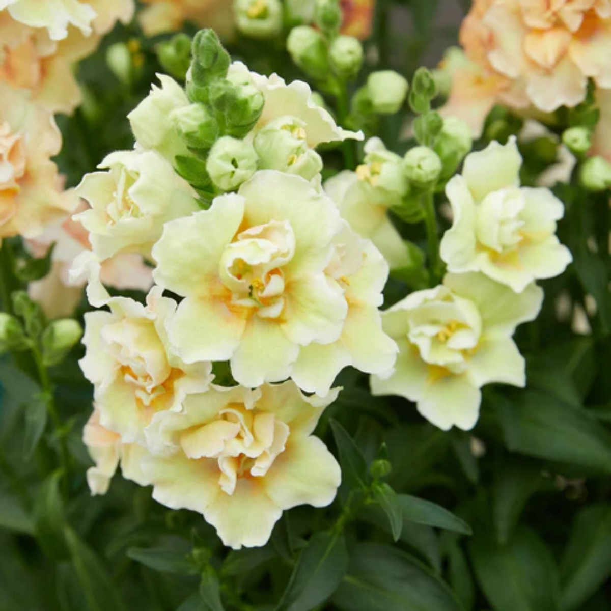 Doubleshot Peach Snapdragon Seeds - Cold Resistant, 30 seeds