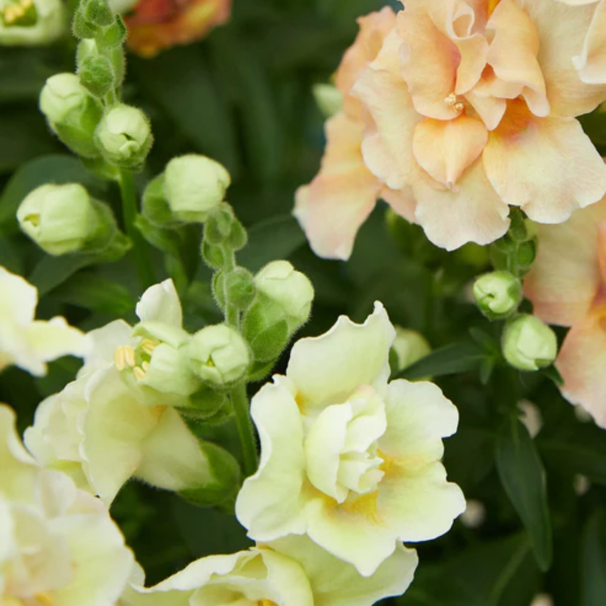 Doubleshot Peach Snapdragon Seeds - Cold Resistant, 30 seeds
