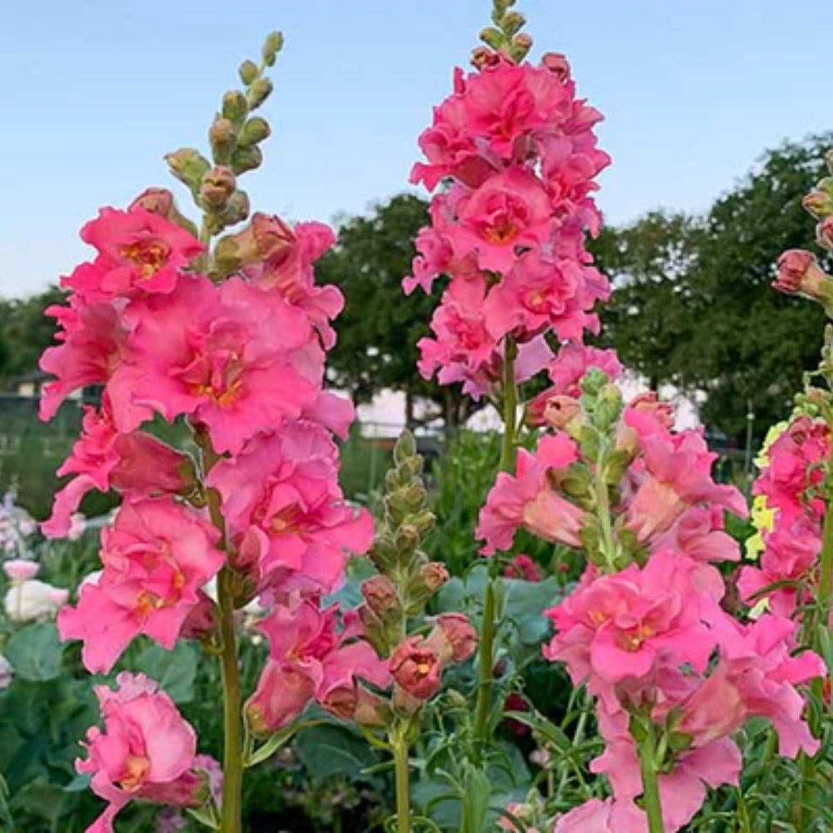 Madame Butterfly Rose Snapdragon Seeds - Cold Resistant, 30 seeds