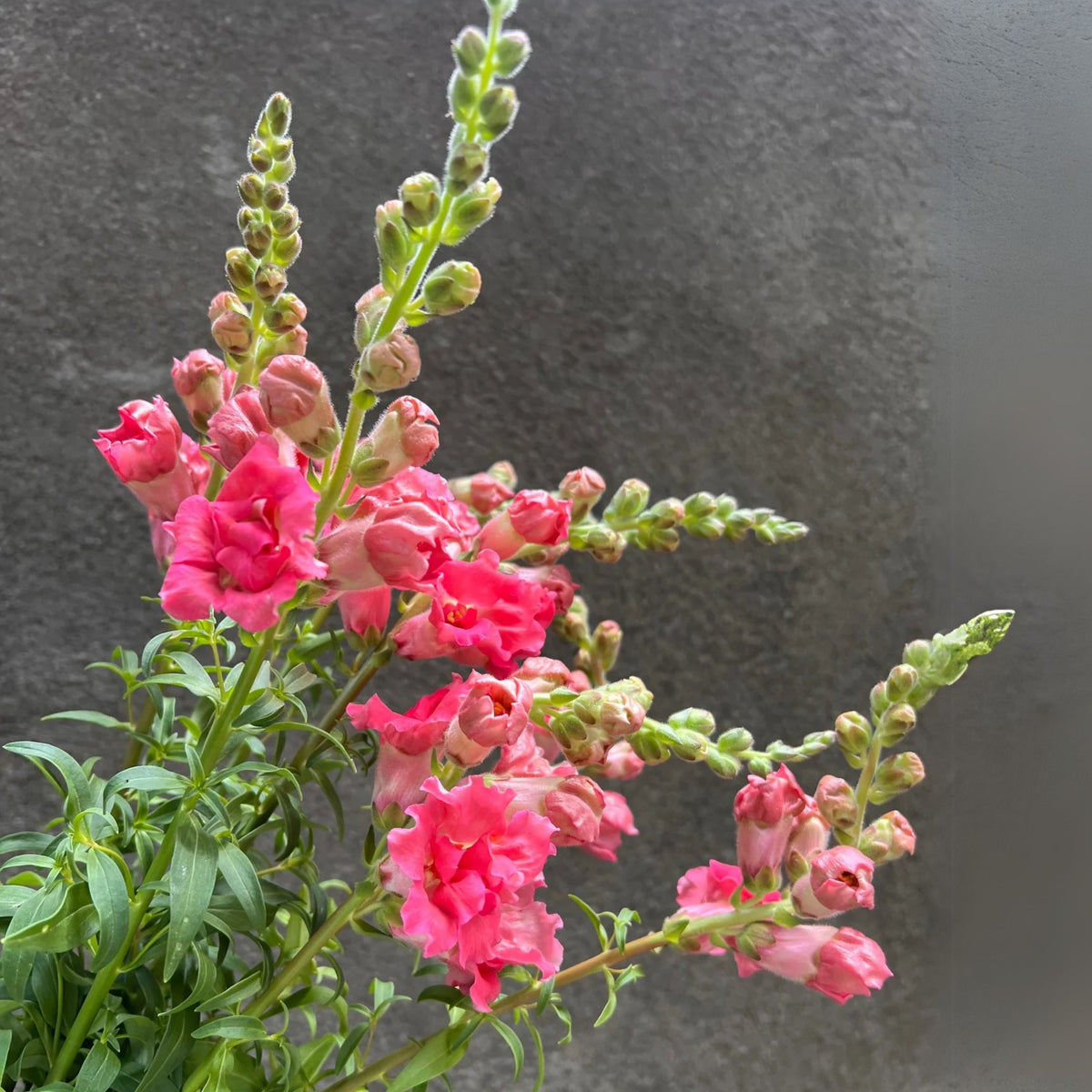 Madame Butterfly Rose Snapdragon Seeds - Cold Resistant, 30 seeds