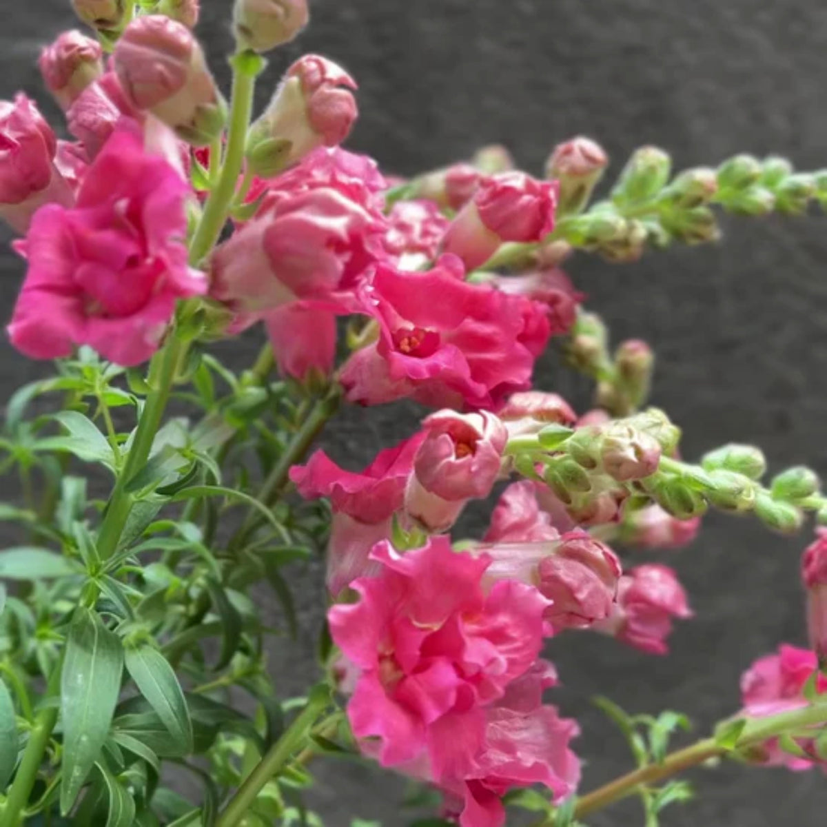 Madame Butterfly Rose Snapdragon Seeds - Cold Resistant, 30 seeds