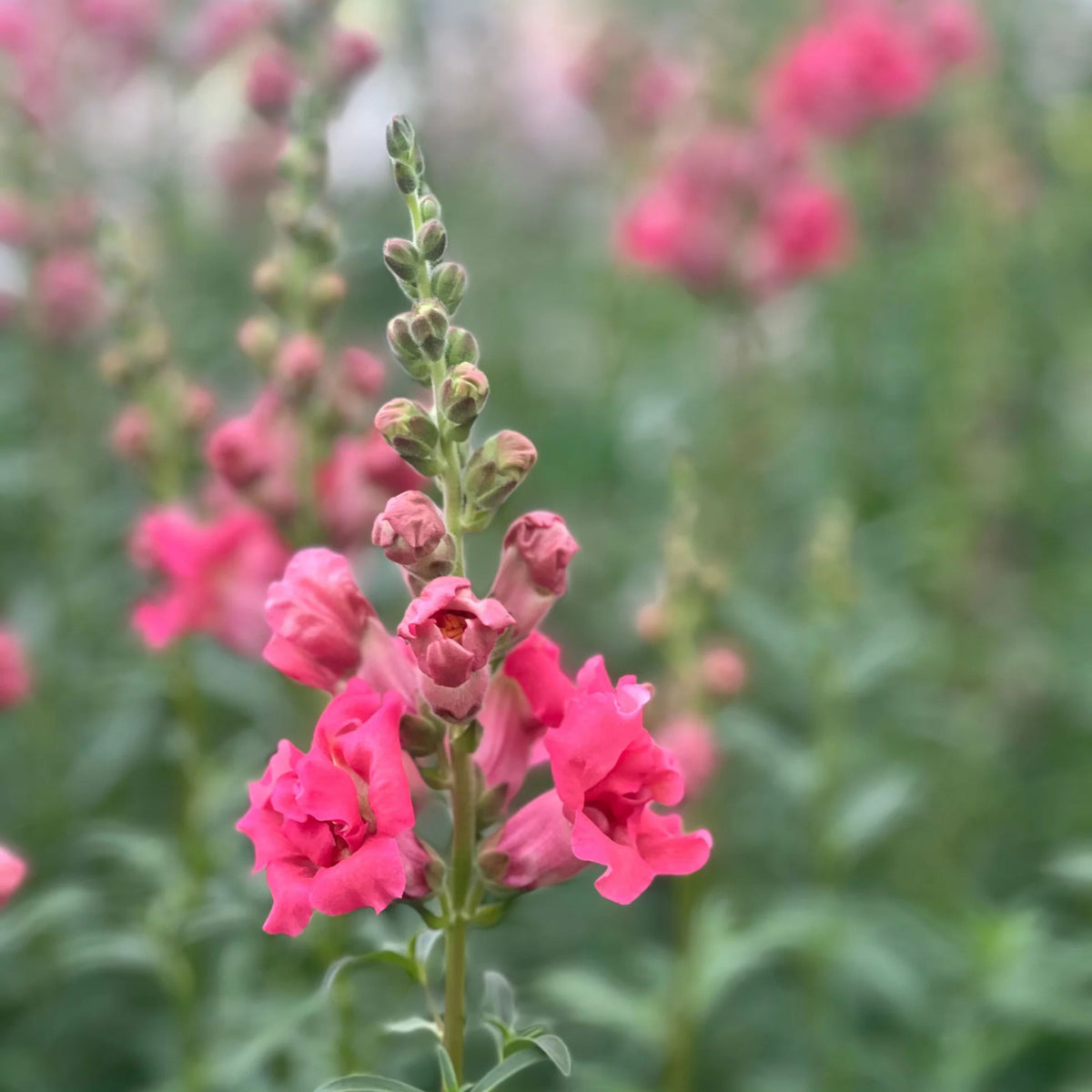 Madame Butterfly Rose Snapdragon Seeds - Cold Resistant, 30 seeds