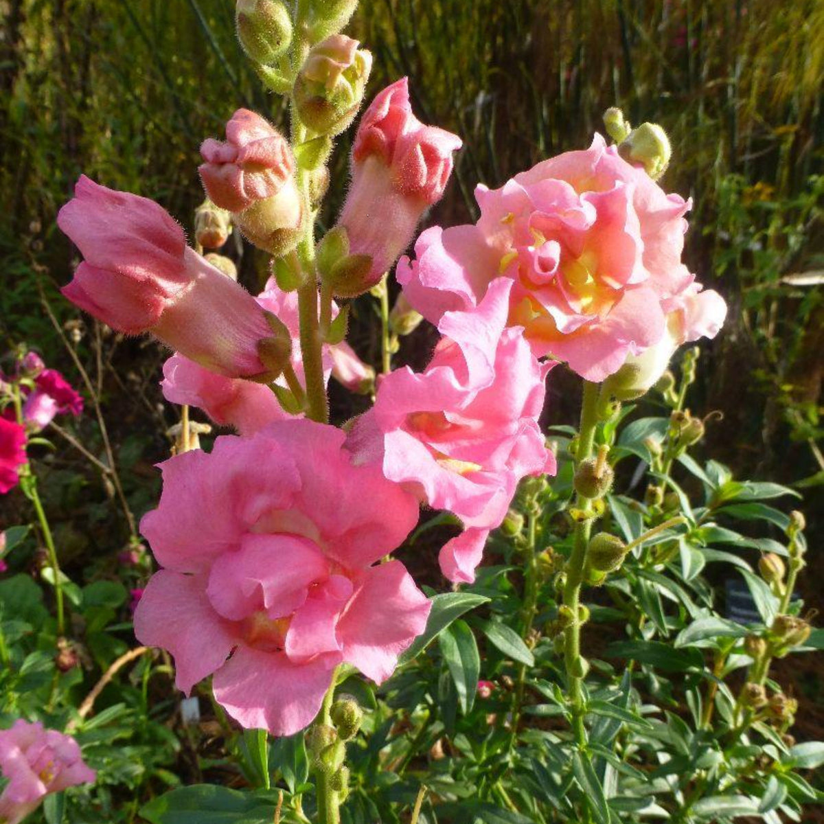 Madame Butterfly Rose Snapdragon Seeds - Cold Resistant, 30 seeds