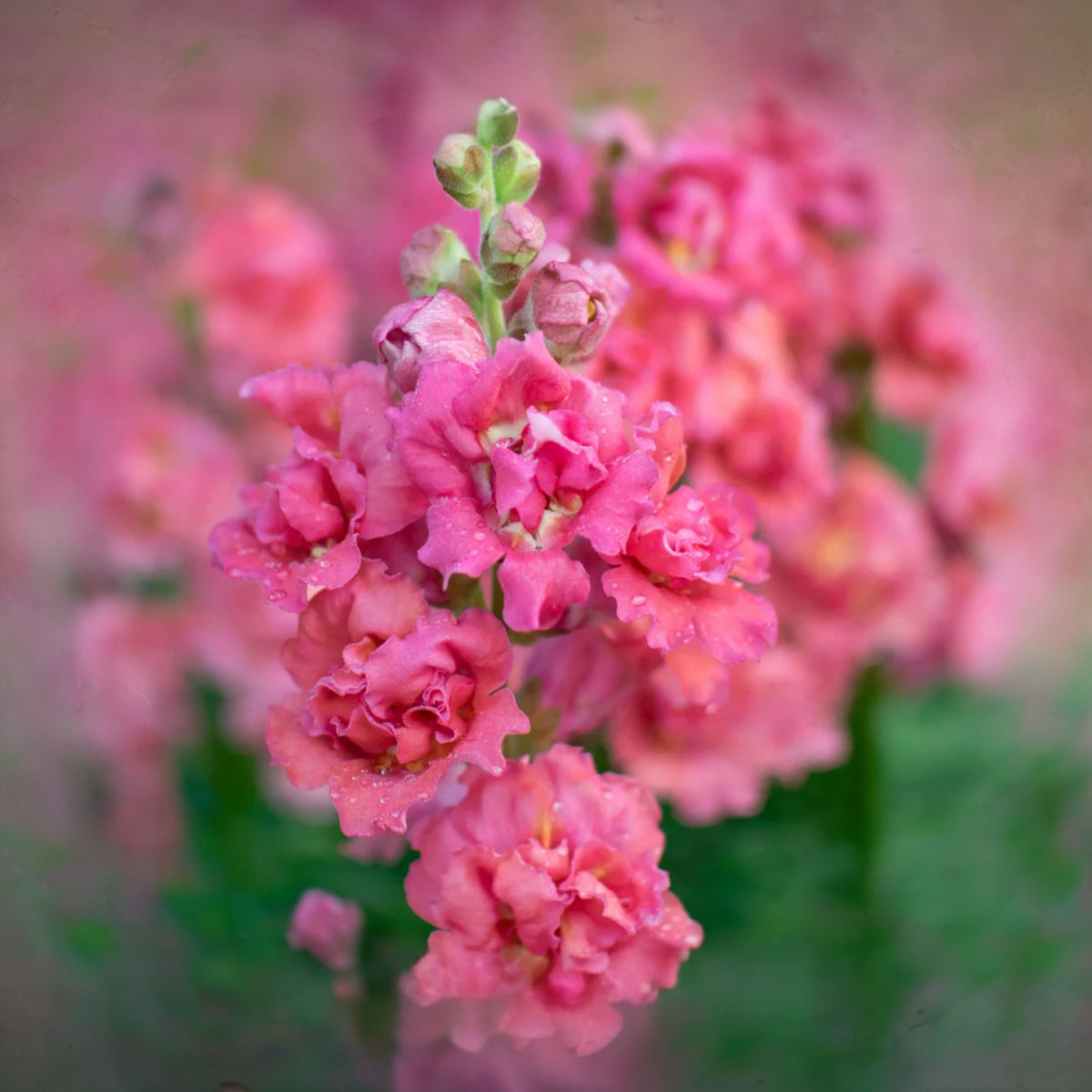 Madame Butterfly Rose Snapdragon Seeds - Cold Resistant, 30 seeds