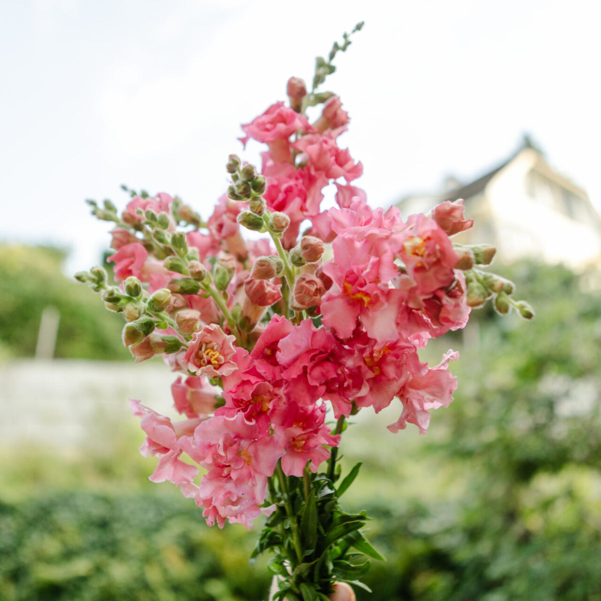 Madame Butterfly Rose Snapdragon Seeds - Cold Resistant, 30 seeds