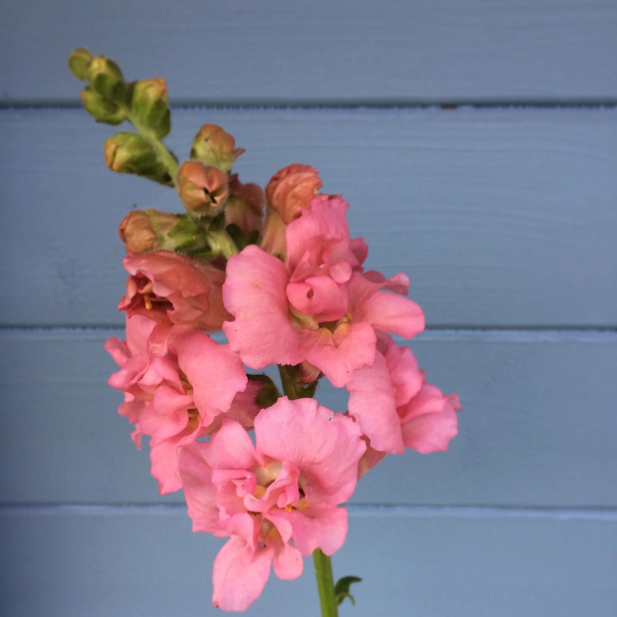 Madame Butterfly Rose Snapdragon Seeds - Cold Resistant, 30 seeds