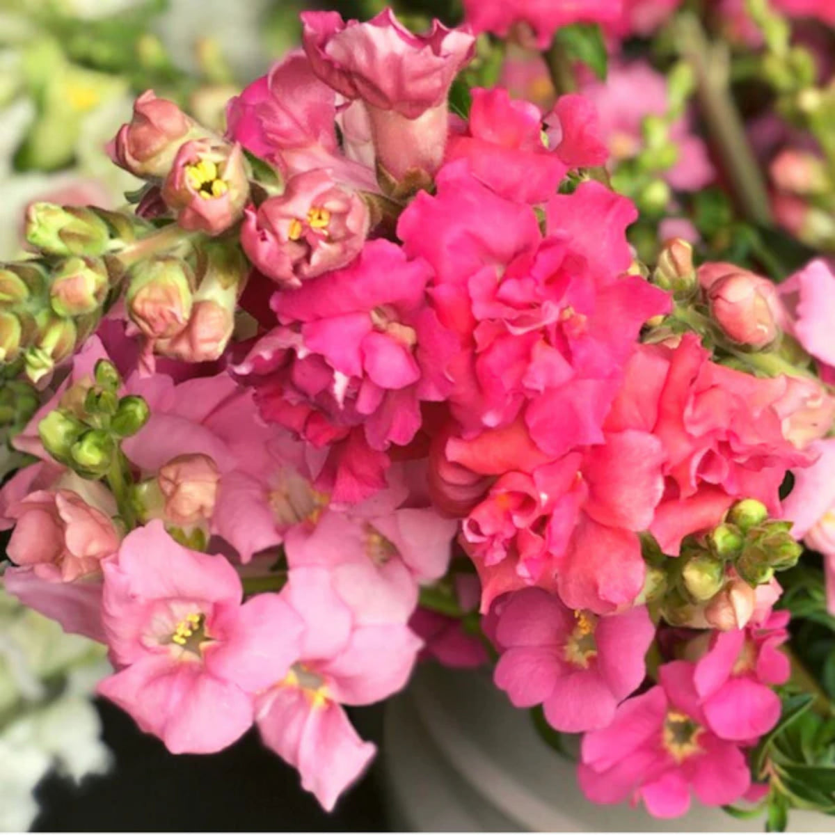 Madame Butterfly Rose Snapdragon Seeds - Cold Resistant, 30 seeds