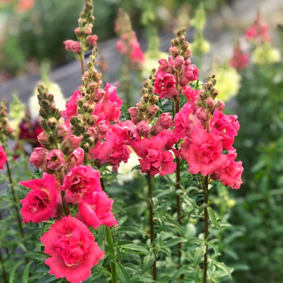 Madame Butterfly Rose Snapdragon Seeds - Cold Resistant, 30 seeds