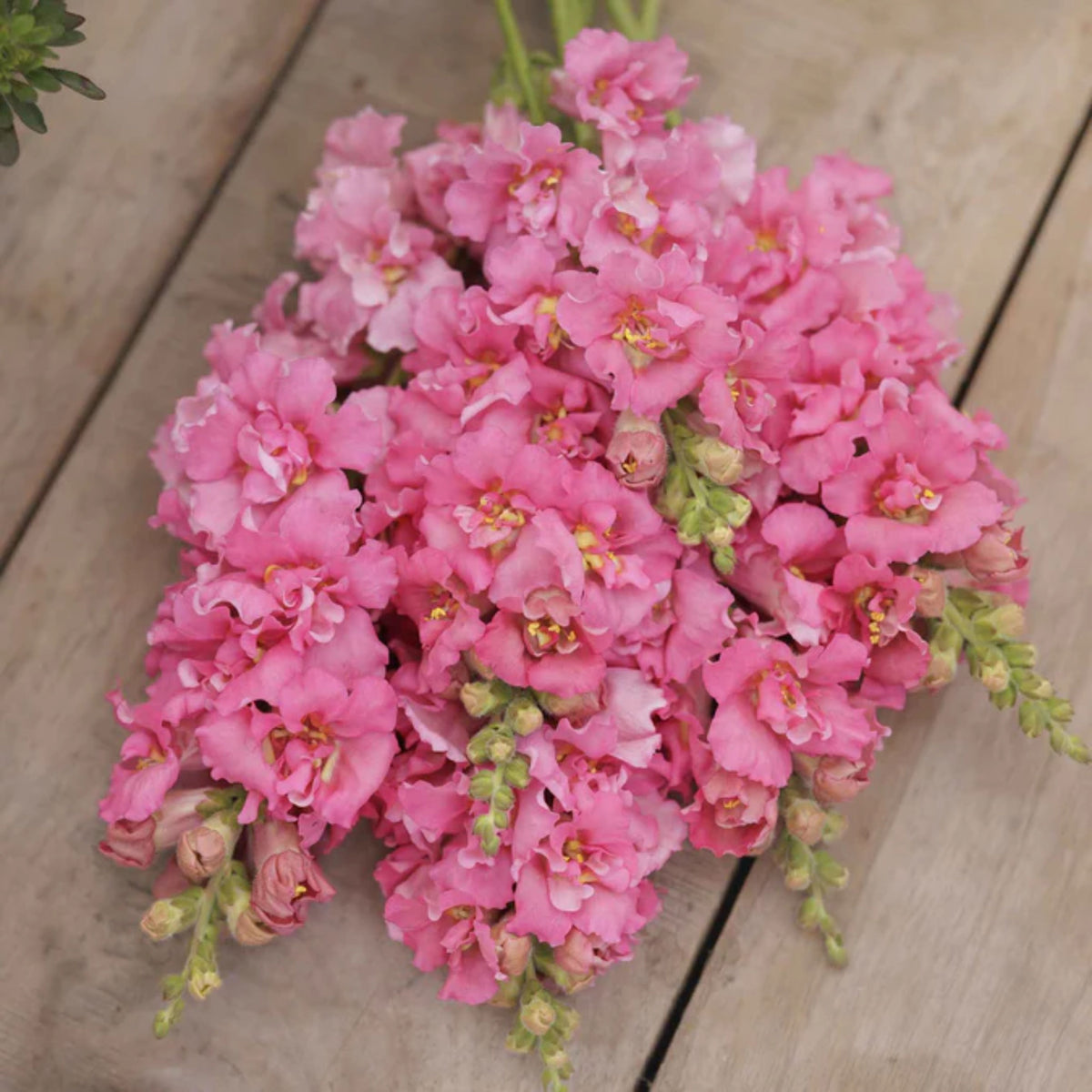 Madame Butterfly Rose Snapdragon Seeds - Cold Resistant, 30 seeds