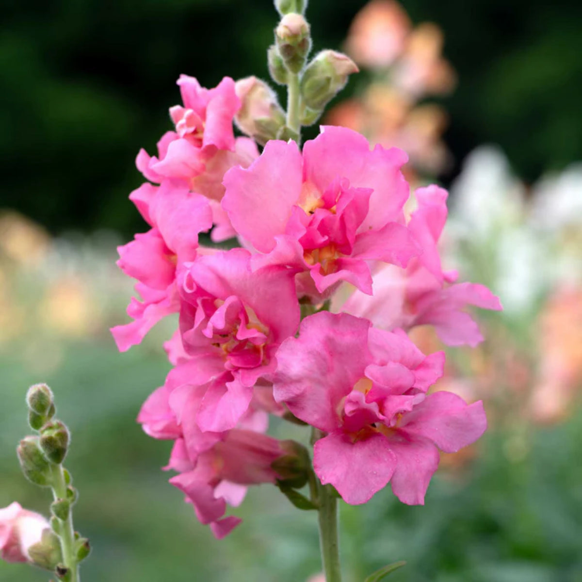 Madame Butterfly Rose Snapdragon Seeds - Cold Resistant, 30 seeds