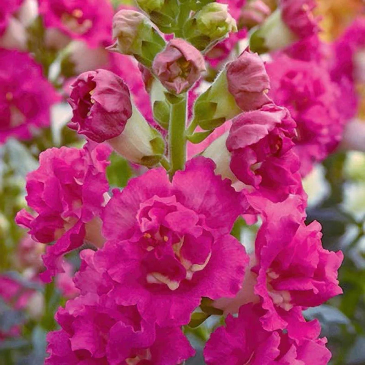 Madame Butterfly Rose Snapdragon Seeds - Cold Resistant, 30 seeds