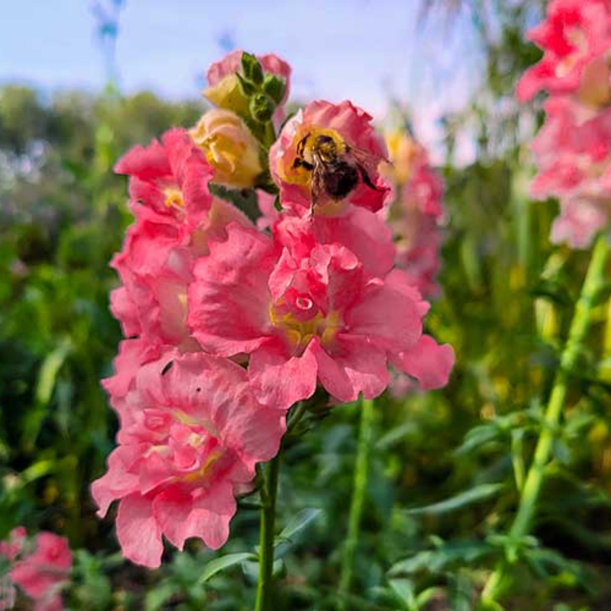 Madame Butterfly Rose Snapdragon Seeds - Cold Resistant, 30 seeds