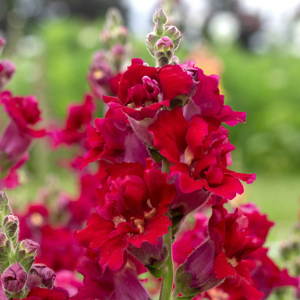Madame Butterfly Mix Snapdragon Seeds - Cold Resistant, 30 seeds
