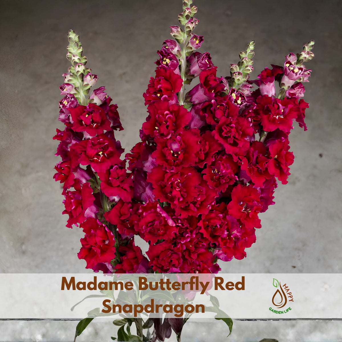 Madame Butterfly Mix Snapdragon Seeds - Cold Resistant, 30 seeds