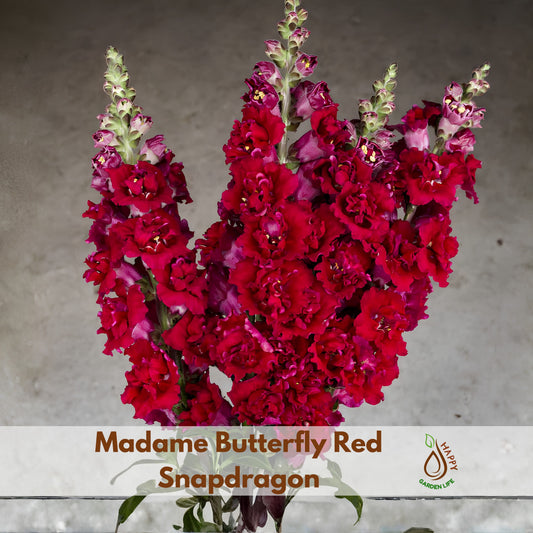 Madame Butterfly Mix Snapdragon Seeds - Cold Resistant, 30 seeds