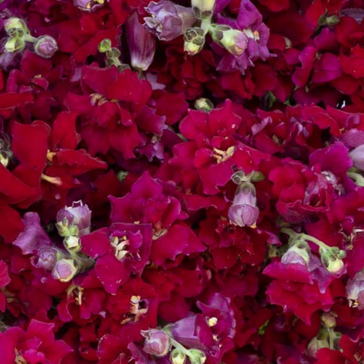 Madame Butterfly Mix Snapdragon Seeds - Cold Resistant, 30 seeds