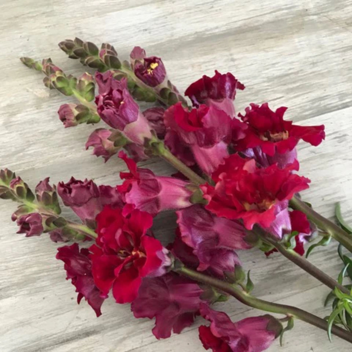 Madame Butterfly Mix Snapdragon Seeds - Cold Resistant, 30 seeds