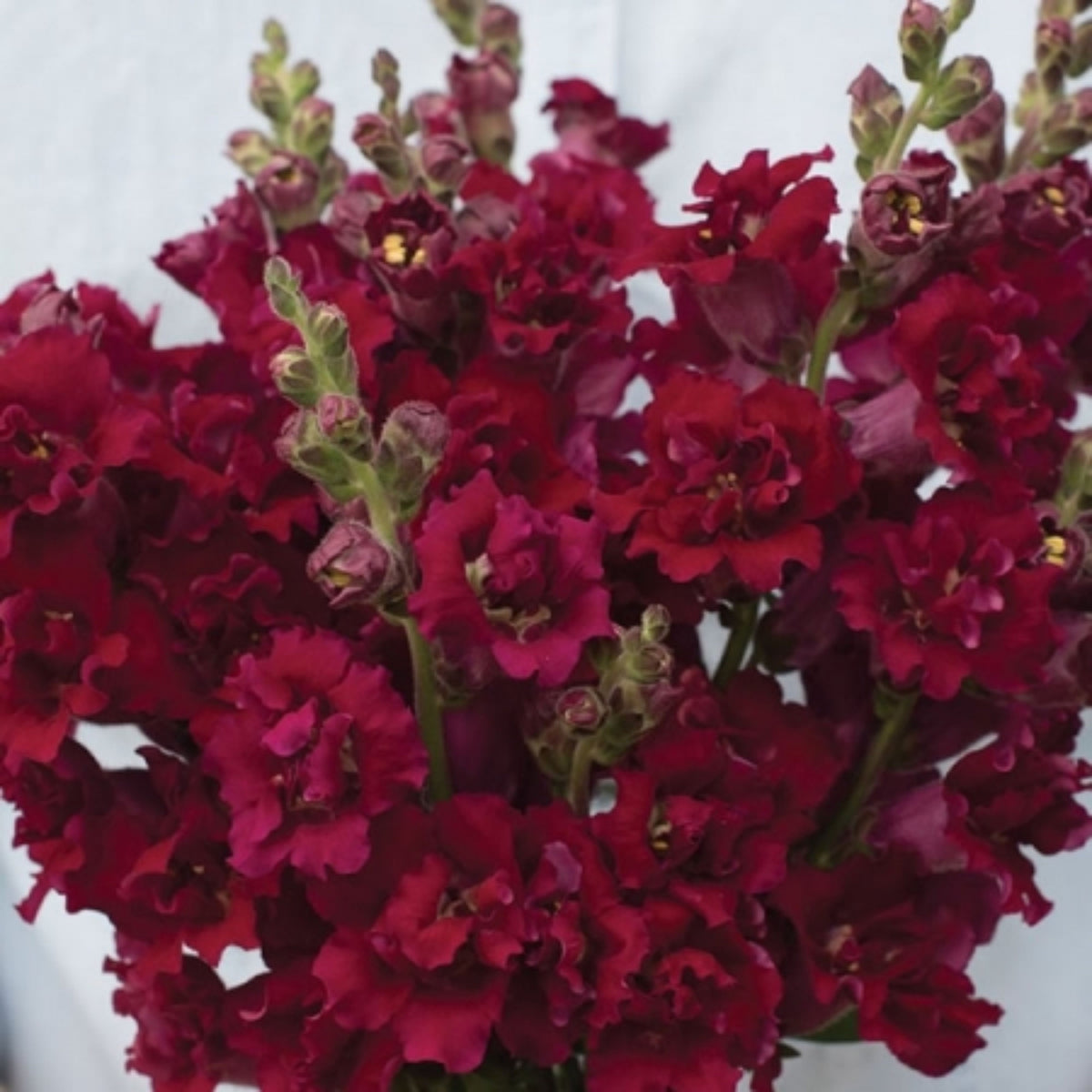 Madame Butterfly Mix Snapdragon Seeds - Cold Resistant, 30 seeds
