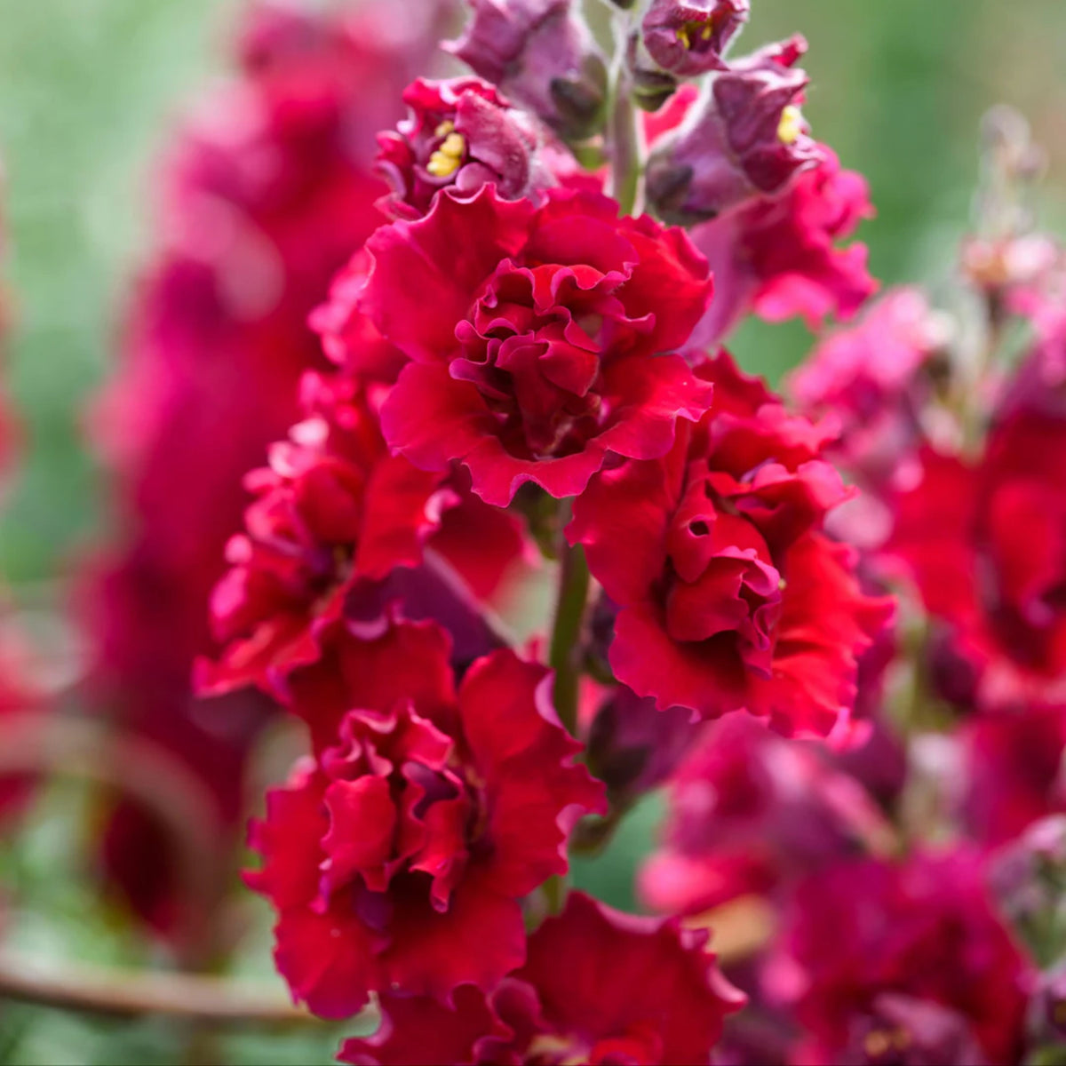 Madame Butterfly Mix Snapdragon Seeds - Cold Resistant, 30 seeds