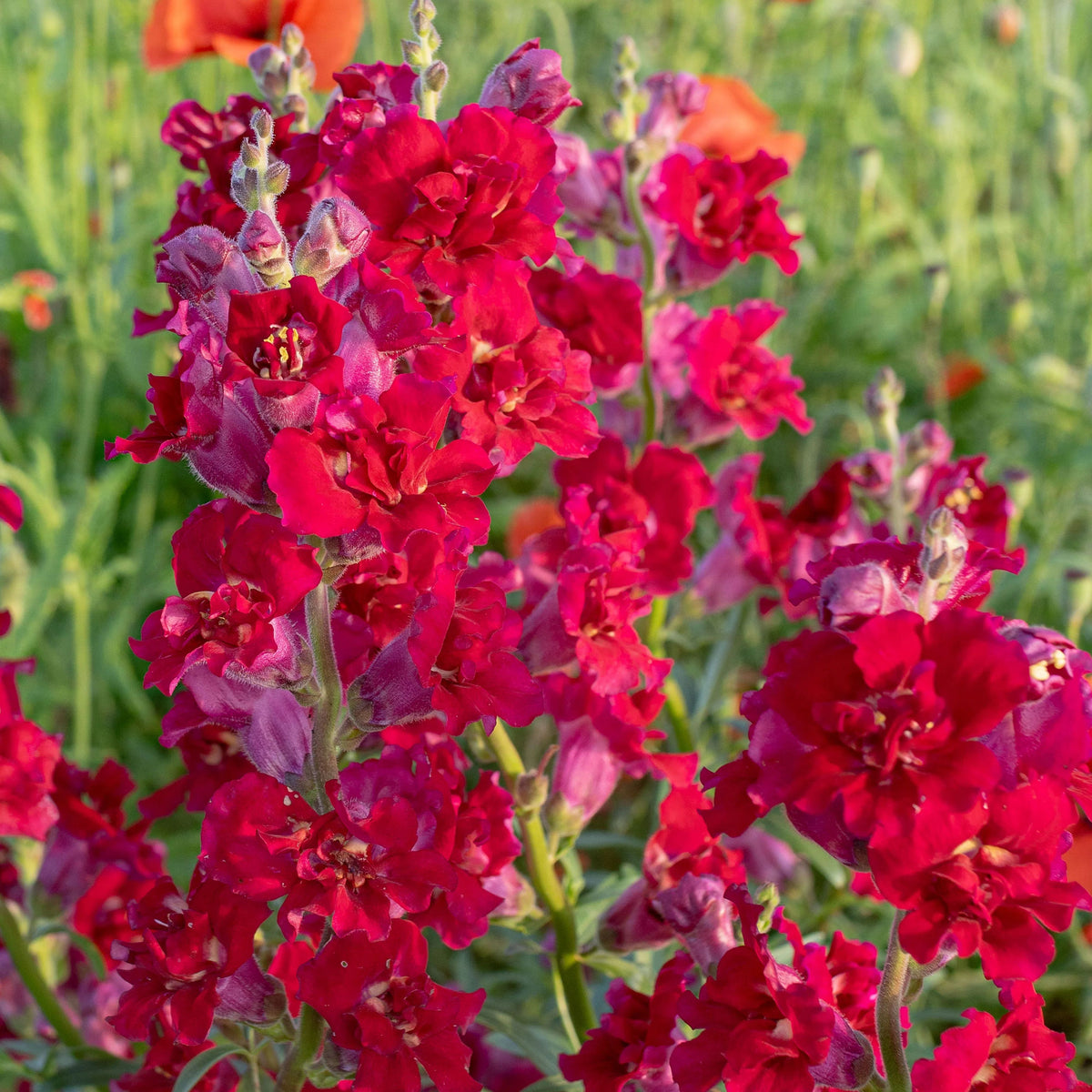 Madame Butterfly Mix Snapdragon Seeds - Cold Resistant, 30 seeds