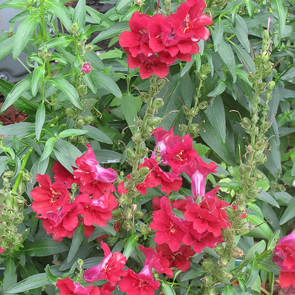 Madame Butterfly Mix Snapdragon Seeds - Cold Resistant, 30 seeds