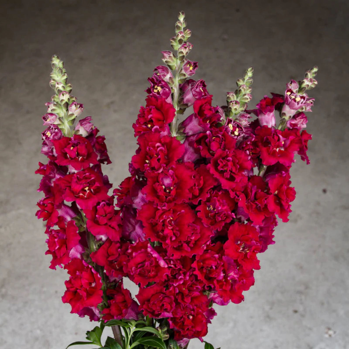 Madame Butterfly Mix Snapdragon Seeds - Cold Resistant, 30 seeds