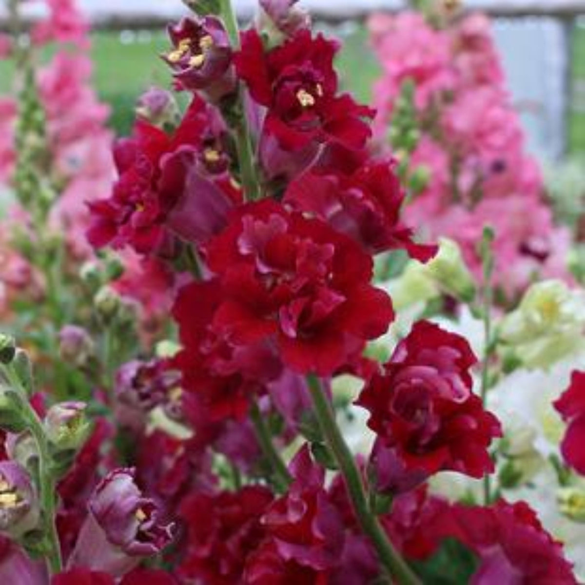 Madame Butterfly Mix Snapdragon Seeds - Cold Resistant, 30 seeds