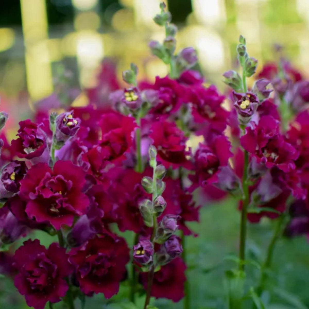 Madame Butterfly Mix Snapdragon Seeds - Cold Resistant, 30 seeds
