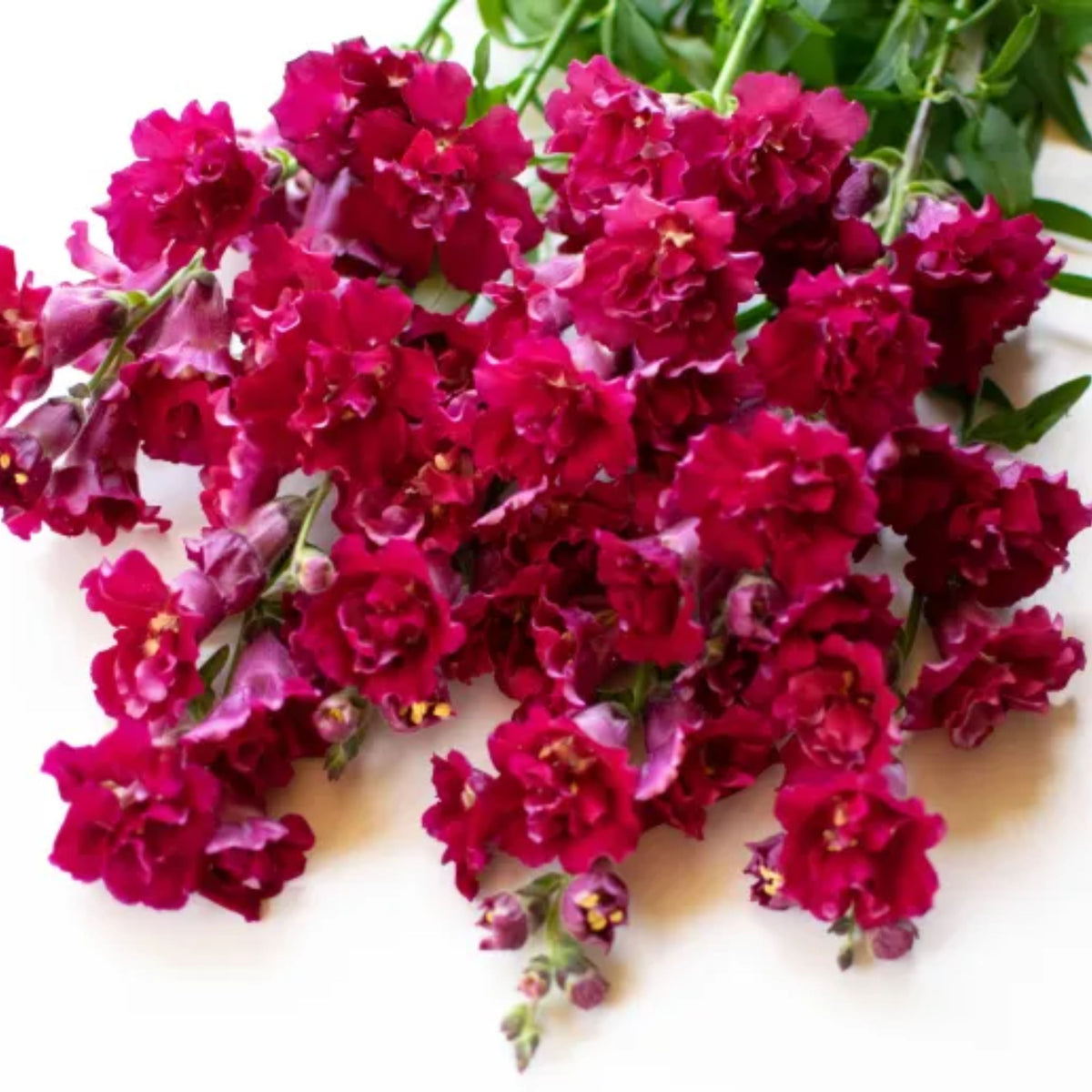 Madame Butterfly Mix Snapdragon Seeds - Cold Resistant, 30 seeds