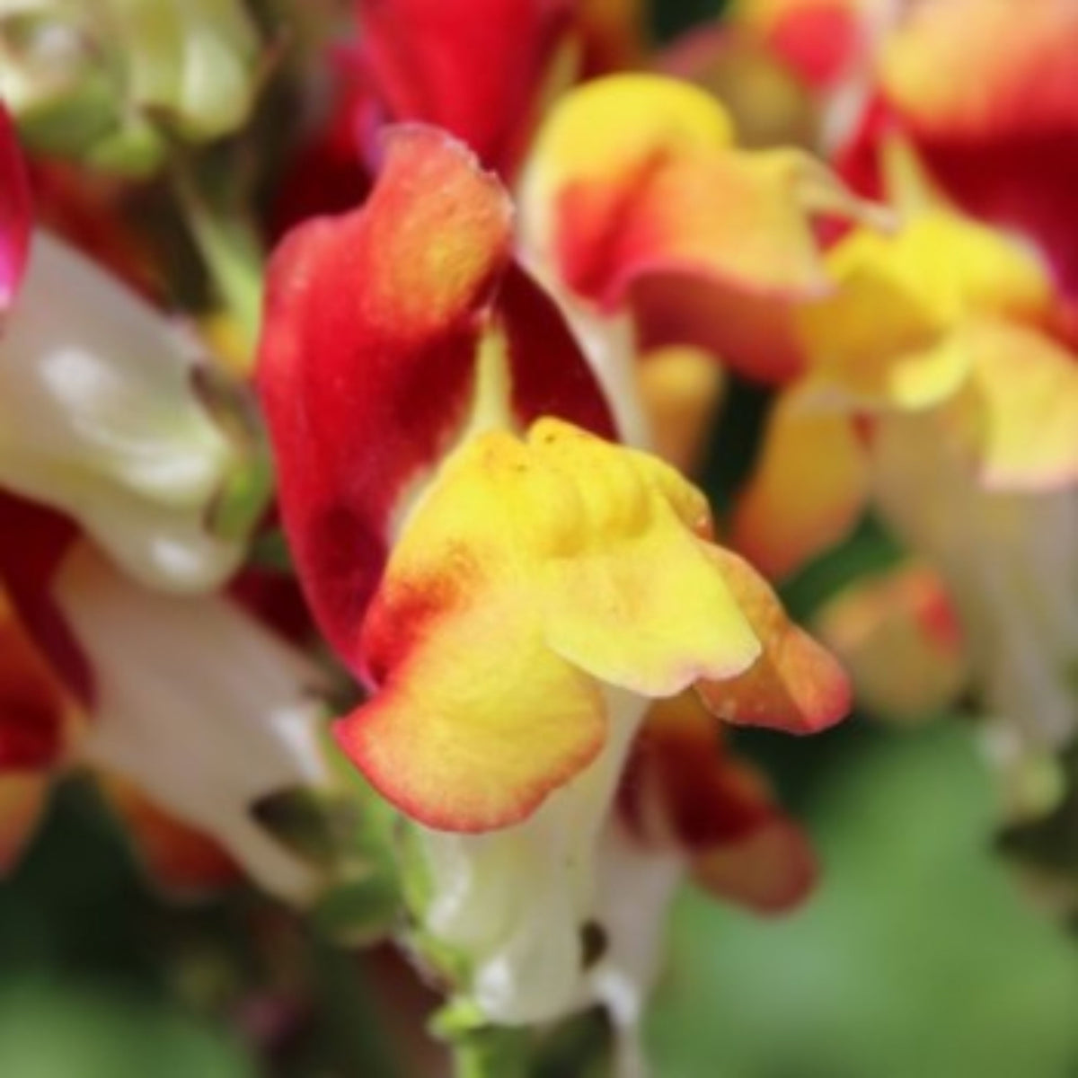 Snapdragons 'Mango Twist' Seeds, 30 seeds