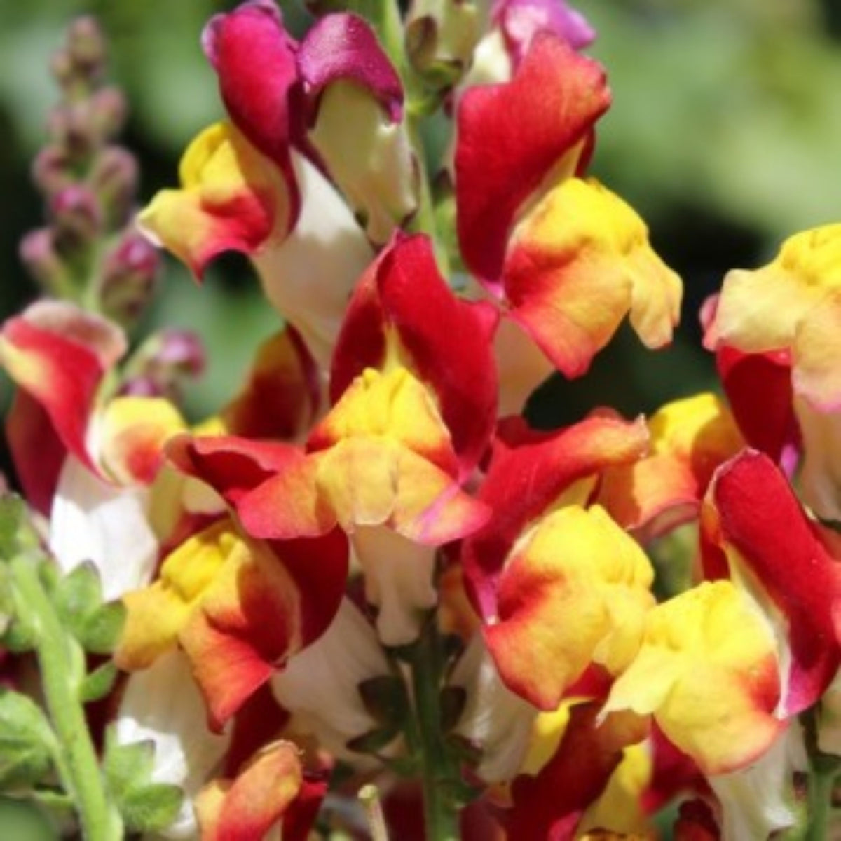 Snapdragons 'Mango Twist' Seeds, 30 seeds