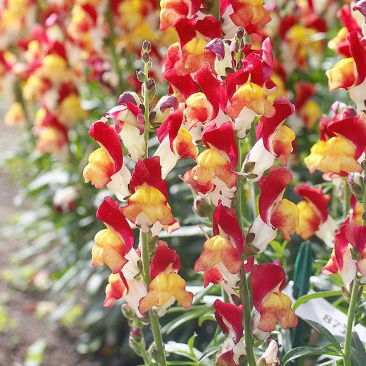Snapdragons 'Mango Twist' Seeds, 30 seeds