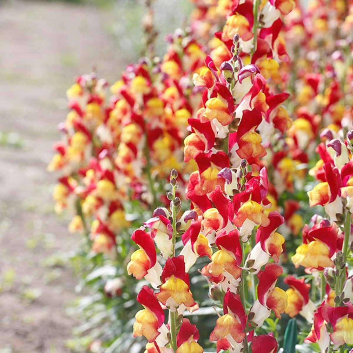 Snapdragons 'Mango Twist' Seeds, 30 seeds