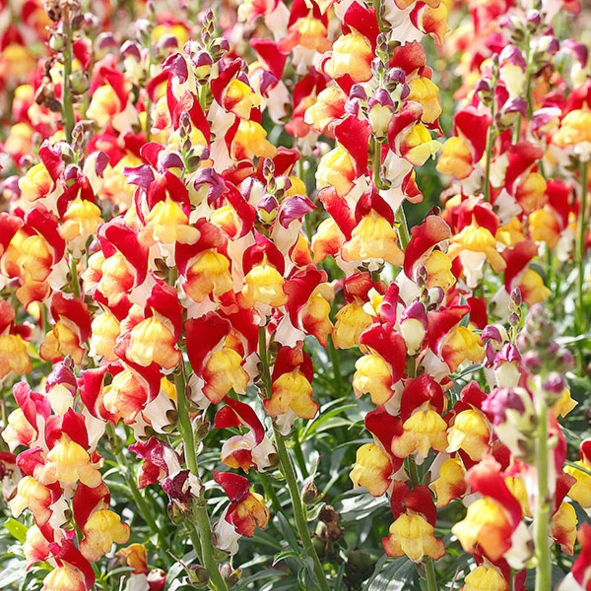 Snapdragons 'Mango Twist' Seeds, 30 seeds