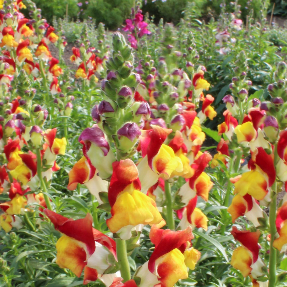 Snapdragons 'Mango Twist' Seeds, 30 seeds