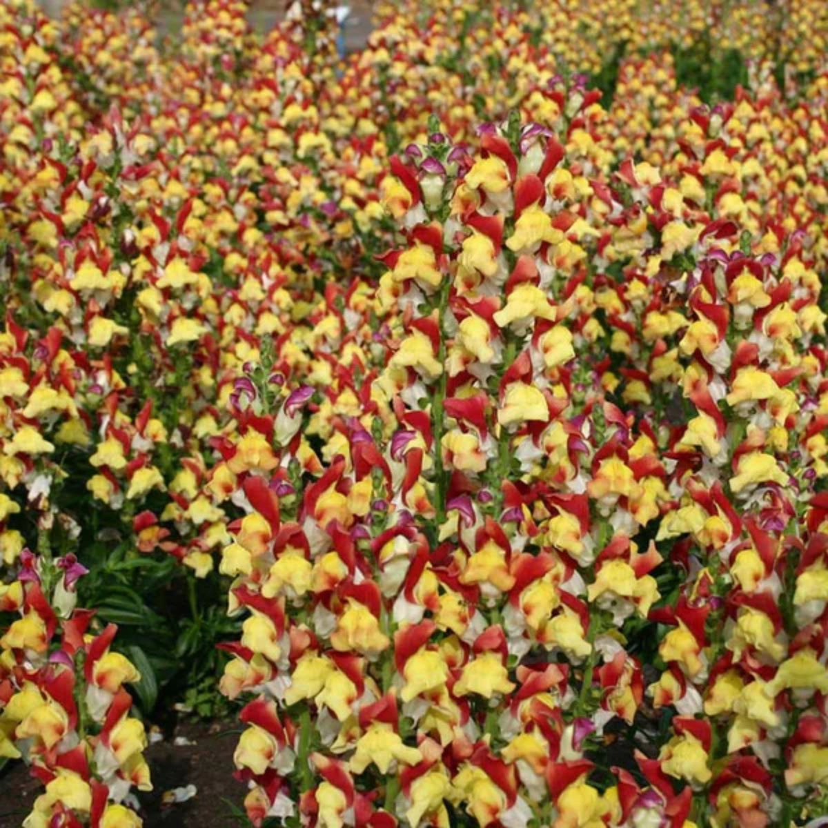 Snapdragons 'Mango Twist' Seeds, 30 seeds